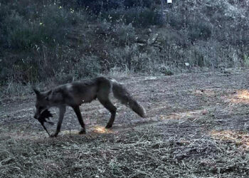 Ganos Dağı'nda yaban hayatı göz dolduruyor: Fotokapana yansıdı