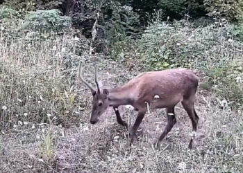Fotokapanda belgesel tadında şov: Tarlasına kurduğu fotokapanla yaban hayatını görüntüledi