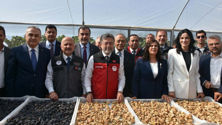 Türkiye, incir üretiminde dünyada birinci: Rekolte tahmini yaş incirde 388 bin, kuru incirde 94 bin ton