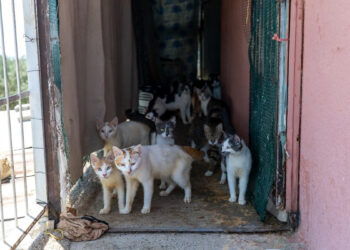 ‘Çöp ev’ ihbarın giden ekipler şok oldu: Adreste 100 kedi buldular