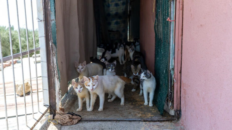 ‘Çöp ev’ ihbarın giden ekipler şok oldu: Adreste 100 kedi buldular