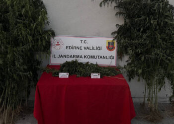 Kamu arazisinde yetiştirdiği Hint kenevirlerini sularken yakalandı