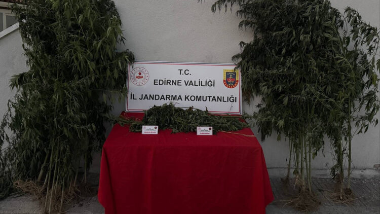 Kamu arazisinde yetiştirdiği Hint kenevirlerini sularken yakalandı