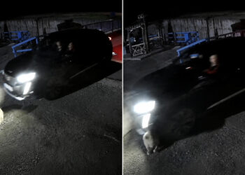 Ciple köpeğin üzerinden geçti; o anlar anlar kamerada