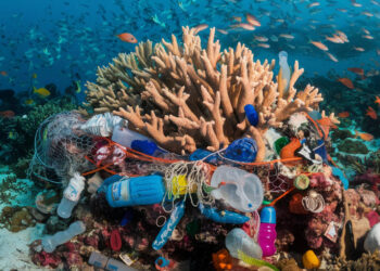 Akdeniz'de sessiz tehlike! Balıkların yuttuğu mikroplastikler sofralarımıza kadar ulaşıyor