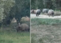 İznik Gölü sahil yoluna inen yaban domuzu sürüsü kameralara yakalandı