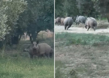 İznik Gölü sahil yoluna inen yaban domuzu sürüsü kameralara yakalandı