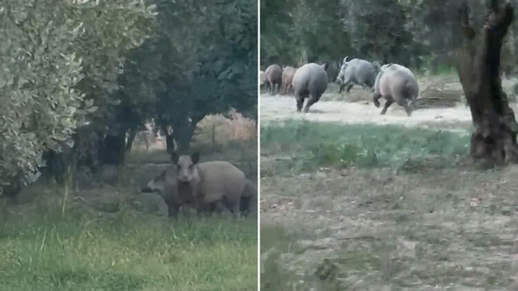 İznik Gölü sahil yoluna inen yaban domuzu sürüsü kameralara yakalandı