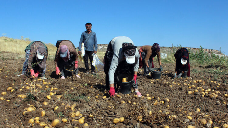 Patatesin tarladaki kilo fiyatı 10, pazar ve marketlerde 40 lira