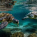 Kuşadası’nda son 2 günde 214 caretta caretta yavrusu daha denizle buluştu