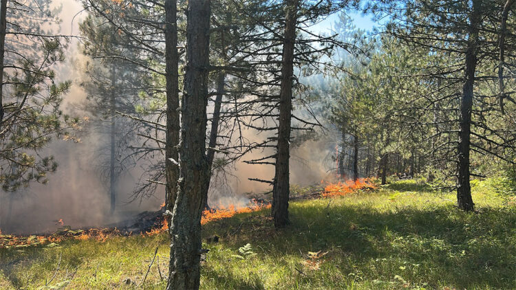 Bolu'da çıkan orman yangını söndürüldü