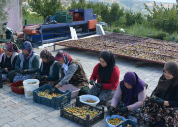 Manisa’nın 138 yıllık tescilli eriği dünyaya açıldı: 12 ay sofralarda