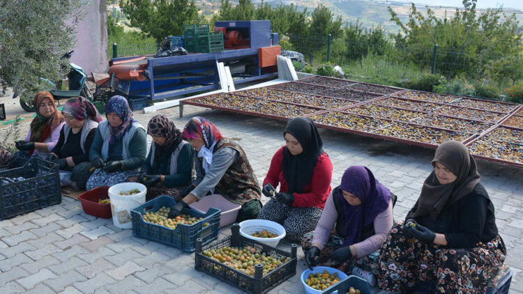 Manisa’nın 138 yıllık tescilli eriği dünyaya açıldı: 12 ay sofralarda