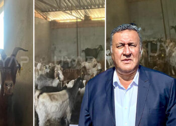 Keçiler de icralık oldu