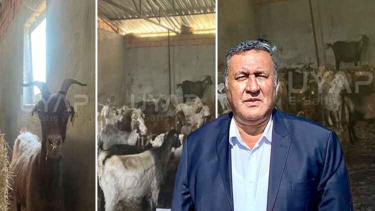 Keçiler de icralık oldu
