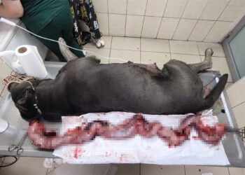 Köpek Şila'nın rahminden, 6 kilo 750 gram enfeksiyonlu kitle çıkarıldı