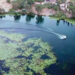 Nilüfer yapraklarıyla kaplı Gölbaşı Gölü'ne ilgi