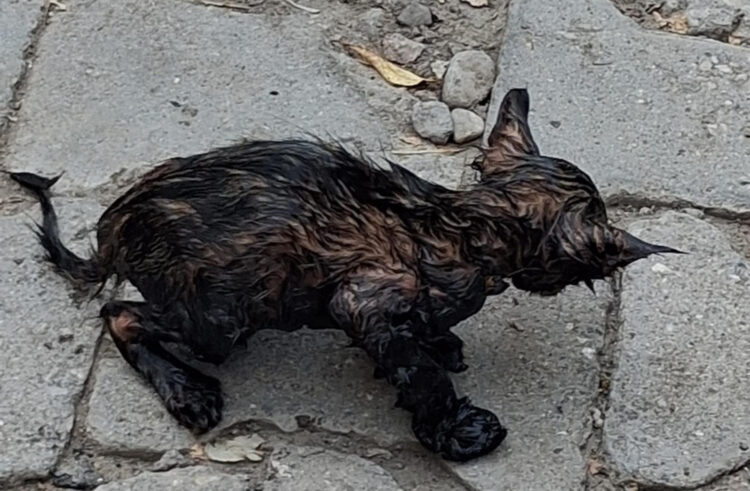 Zifte yapışan yavru kediyi itfaiyeciler kurtardı