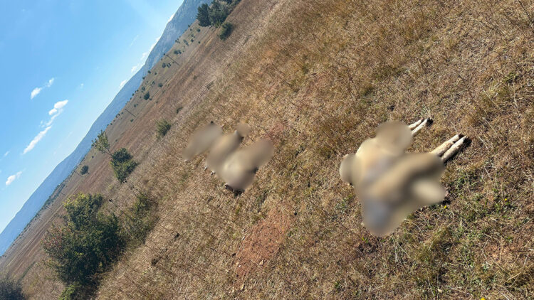 Ordu'da kurt saldırısında 8 koyun öldü