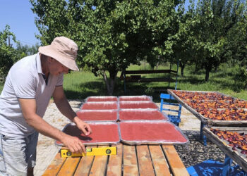 Anjelik erik, kurutmalık, pestil ve pekmez olarak sofralara geliyor