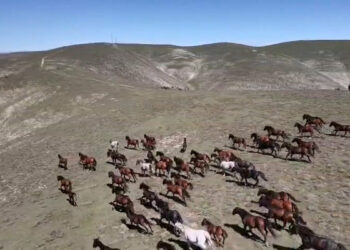 Yılkılar yaylada özgürce koşturdu: O anlar dron kamerasına yansıdı