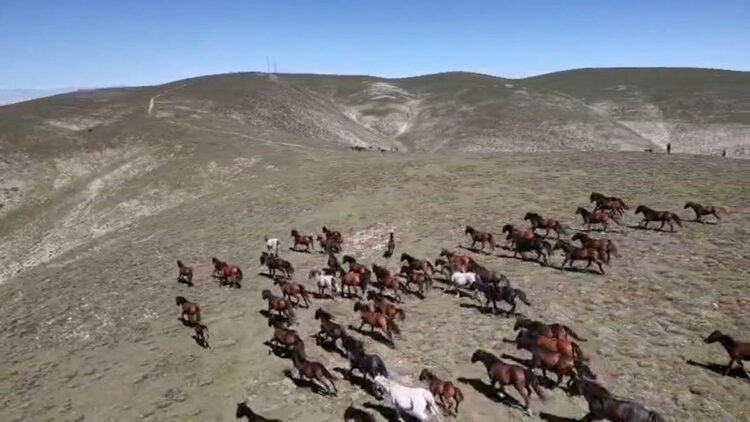 Yılkılar yaylada özgürce koşturdu: O anlar dron kamerasına yansıdı
