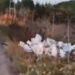 Arnavutköy'de kasalar dolusu bozuk balığı araziye döktü; 40 bin lira para cezası kesildi