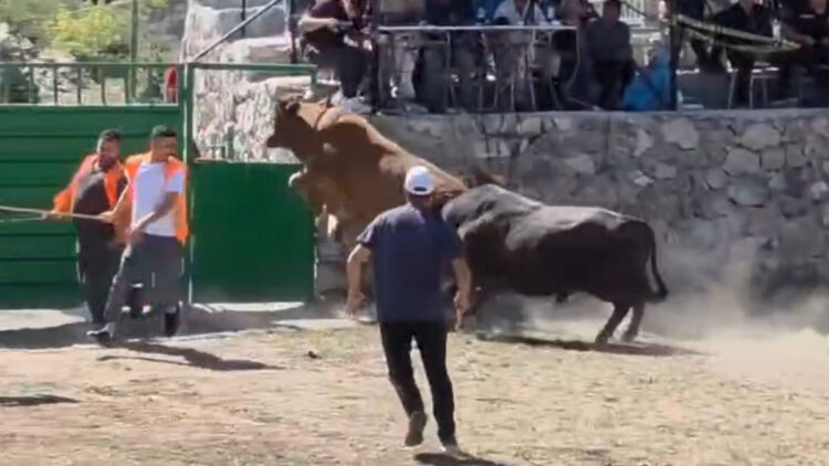 İnatçı boğa güreşten kaçtı, demir kapıdaki boşluktan arena dışına atladı