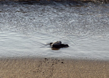 Bodrum'da 62 yavru caretta caretta denizle buluştu