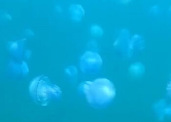 Çanakkale Boğazı'nda görsel şölen: Yüzlerce mavi denizanası görüntülendi