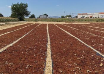 Manisa'da üzüm sergileri renk cümbüşü oluşturdu