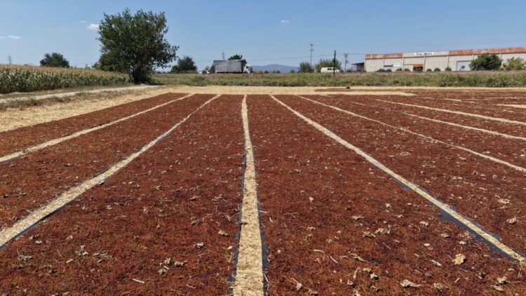 Manisa'da üzüm sergileri renk cümbüşü oluşturdu