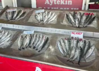 Tekirdağ'da palamut bereketi