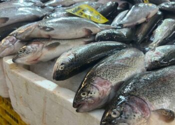 İzmir'de av sezonu başladı, balık tezgahlarında çeşitlilik arttı