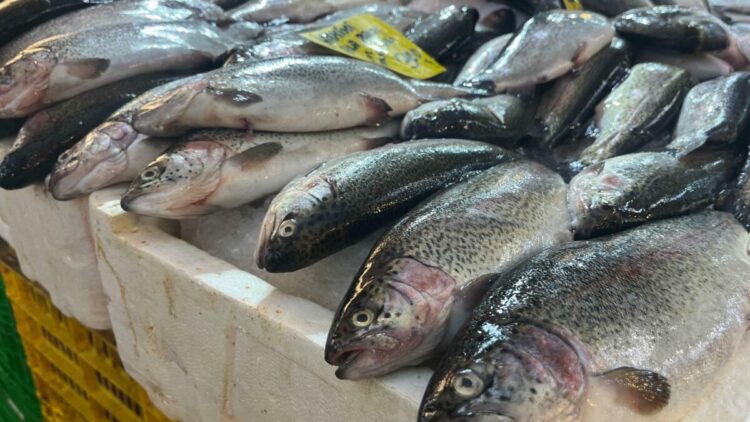 İzmir'de av sezonu başladı, balık tezgahlarında çeşitlilik arttı