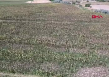 Kayseri’de geçen yıl don ve kuraklık nedeniyle rekoltede düşüş yaşanan ayçiçeğinde hasat başladı