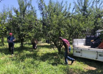 Anjelik erik, kurutmalık, pestil ve pekmez olarak sofralara geliyor