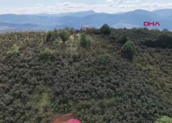 Fındık bahçesinde hasada ‘çalgılı mola’