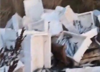 Arnavutköy'de kasalar dolusu bozuk balığı araziye döktü; 40 bin lira para cezası kesildi