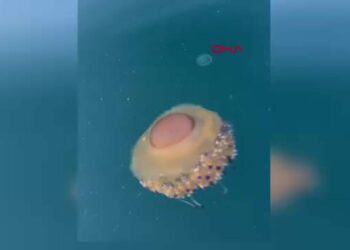 Marmara Denizi'nde 'sahanda yumurta denizanası' görüntülendi