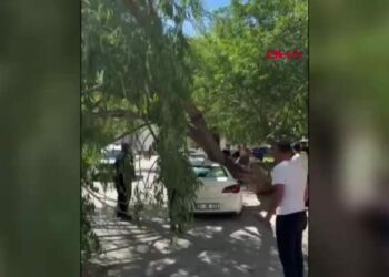 Park halindeki otomobilin üzerine ağaç devrildi
