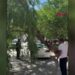 Park halindeki otomobilin üzerine ağaç devrildi