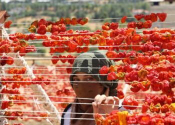 Gaziantep'te yüksek tepelerde kurutmalıklar renk cümbüşü oluşturdu
