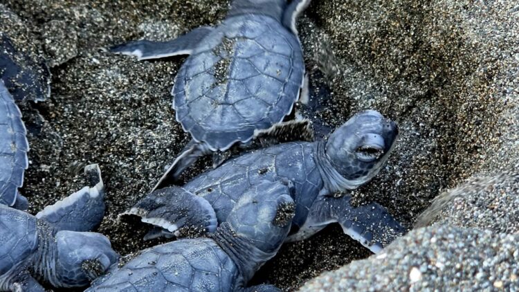 Hatay'da yavru kaplumbağalar denizle buluşuyor