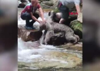 Derede kayalıklar arasına sıkışan bozayıyı mahalleli kurtardı; o anlar kamerada
