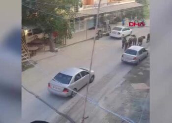 Hatay’da başıboş mandalar caddeye indi