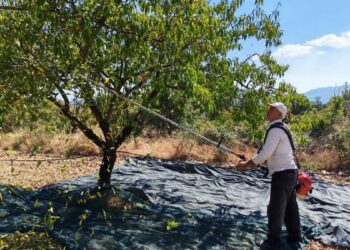 Manisa'da badem hasadı başladı; 625 ton rekolte bekleniyor