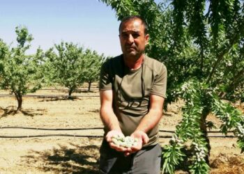 Hobi olarak başladığı badem yetiştiriciliğinde 20 bin ağaca ulaştı; 10 ton rekolte bekliyor