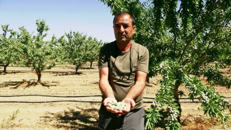 Hobi olarak başladığı badem yetiştiriciliğinde 20 bin ağaca ulaştı; 10 ton rekolte bekliyor