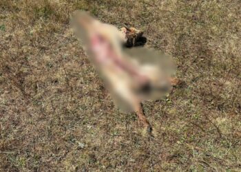Ordu'da kurt saldırısında 8 koyun öldü